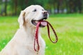 Portrait Golden Retriever dog holding a leash in the mouth in a park Royalty Free Stock Photo