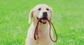 Portrait Golden Retriever dog holding a leash in the mouth in a park Royalty Free Stock Photo