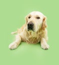 Portrait golden retriever dog lying down and looking at camera. Isolated on green background