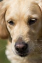 A Portrait of a Golden Retriever dog