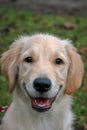 Portrait of a golden retriever dog puppy. The dog is happy contented and smiles.