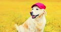 Portrait of Golden Retriever dog in red baseball cap looking away sitting in autumn park