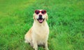 Portrait of Golden Retriever dog in red heart shaped sunglasses sitting on green grass in summer park Royalty Free Stock Photo