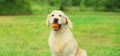 Golden Retriever dog with rubber ball toy on the grass in summer park Royalty Free Stock Photo