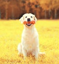 Portrait of Golden Retriever dog with rubber bone toy on the grass in autumn park Royalty Free Stock Photo