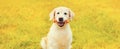 Portrait of Golden Retriever dog with rubber bone toy on the grass in autumn park Royalty Free Stock Photo