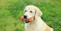 Golden Retriever dog with rubber bone toy on the grass in summer park Royalty Free Stock Photo