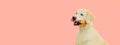 Portrait of Golden Retriever dog with rubber bone toy on pink background Royalty Free Stock Photo