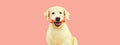 Portrait of Golden Retriever dog with rubber bone toy on pink background Royalty Free Stock Photo