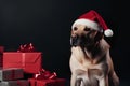 Portrait of Golden retriever dog in Santa Claus Christmas red hat sitting near the gift boxes with ribbons on black background Royalty Free Stock Photo