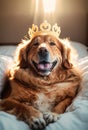 Portrait of a Golden Retriever Dog wearing a crown in bed.