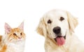 Portrait Golden retriever and ginger cat looking