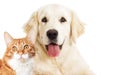 Portrait Golden retriever and ginger cat looking