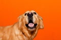 Portrait of golden retriever labrador mouth open on a orange studio background.closeup Royalty Free Stock Photo