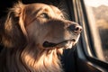 Portrait of a golden retriever looking out car window, animals, pets Royalty Free Stock Photo