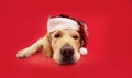 Portrait golden retriever puppy dog celebrating christmas weating a santa claus hat. Isolated on red backgorund Royalty Free Stock Photo