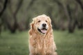 Portrait golden retriever whith noodles on the head Royalty Free Stock Photo