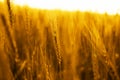 Portrait of golden wheat fields Royalty Free Stock Photo