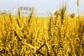 Portrait of golden wheat fields Royalty Free Stock Photo