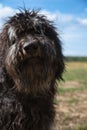 Portrait of a Goldendoodle dog. Fluffy, curly, long, black light brown coat. Dog Royalty Free Stock Photo