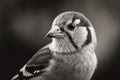 portrait of goldfinch close-up on a monochrome background