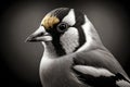 portrait of goldfinch close-up on a monochrome background