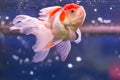 Goldfish in aquarium blue water