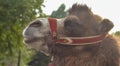 Portrait of a good camel.Profile view on forest background. Royalty Free Stock Photo