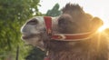 Portrait of a good camel.Profile view on forest background Royalty Free Stock Photo