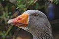 Portrait of a goose with bright blue eyes