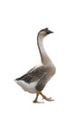 Portrait goose isolated on white