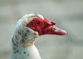 Portrait of Goose with Red Caruncle Royalty Free Stock Photo