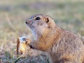 Portrait of a gopher on the grassy lawn. Close-up