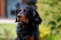 Portrait of Gordon setter dog Royalty Free Stock Photo