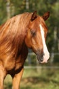 Portrait of gorgeous arabian horse Royalty Free Stock Photo