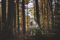 Portrait of attentive Siberian Husky dog sitting in the bright enchanting fall forest at dusk