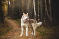 Portrait of attentive Siberian Husky dog standing in the bright enchanting fall forest