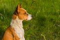 Portrait of gorgeous basenji dog delighting warm evening spring sun Royalty Free Stock Photo