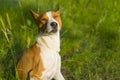 portrait of gorgeous basenji dog squinted at warm evening sun Royalty Free Stock Photo