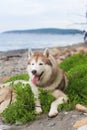 Portrait Of Gorgeous Beige And White Siberian Husky Dog Lying In The Sea Grass On The Beach