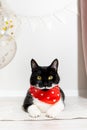 Portrait of gorgeous black cat with white mustache in red bandana. Pet birthday. Royalty Free Stock Photo
