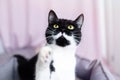 Portrait of gorgeous black and white cat with yellow eyes, paw up, looking up. Royalty Free Stock Photo