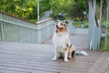 Portrait of a gorgeous blue merle aussie dog in urban park. Royalty Free Stock Photo