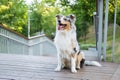 Portrait of a gorgeous blue merle aussie dog in urban park. Royalty Free Stock Photo