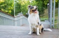 Portrait of a gorgeous blue merle aussie dog in urban park. Royalty Free Stock Photo