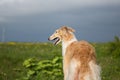 Portrait of gorgeous dog breed russian borzoi standing in the green grass and yellow buttercup field back to the camera