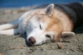 Portrait Of Lazy Dog Breed Siberian Husky Lying On The Sand Beach