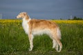 Portrait of gorgeous dog breed russian borzoi standing in the green grass and yellow buttercup field in summer