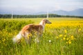 Portrait of gorgeous dog breed russian borzoi standing in the green grass and yellow buttercup field in summer