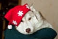 Portrait of lovely dog breed Siberian husky wearing Santa hat Royalty Free Stock Photo